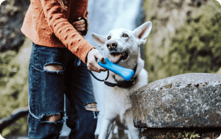 Pet Dental Care