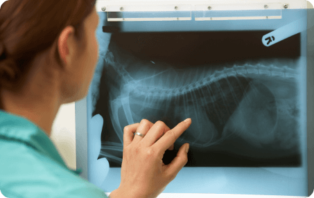 Pet Radiology