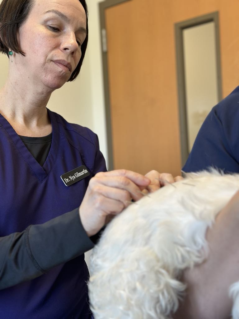 Veterinarian performing acupuncture on a pet