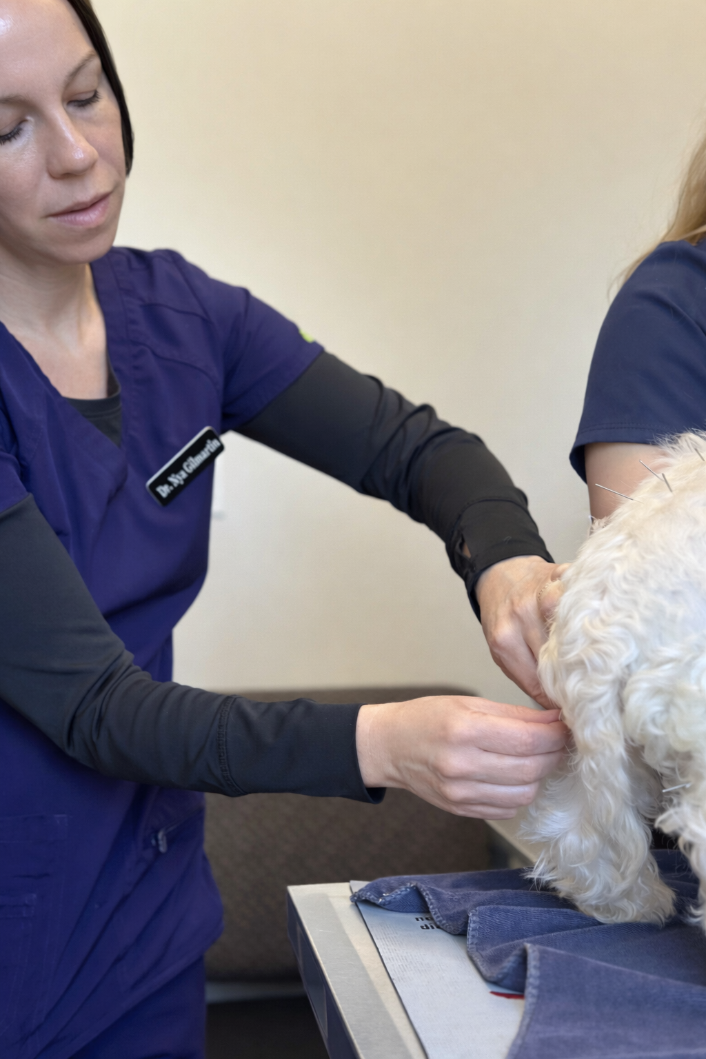 Veterinarian performing acupuncture on a pet